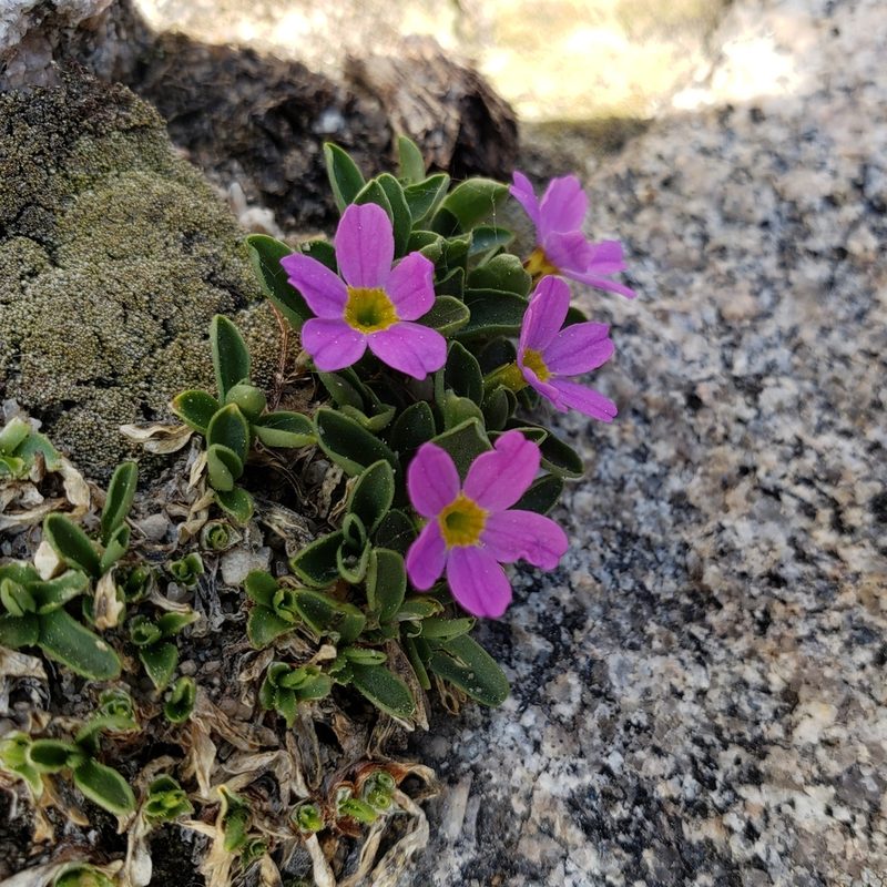 Primula angustifolia, photographed by zzphantom