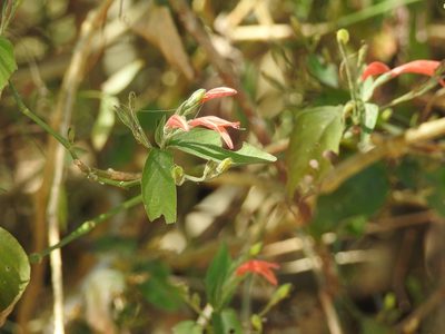 Dicliptera sciadephora, photographed by Neptalí Ramírez Marcial