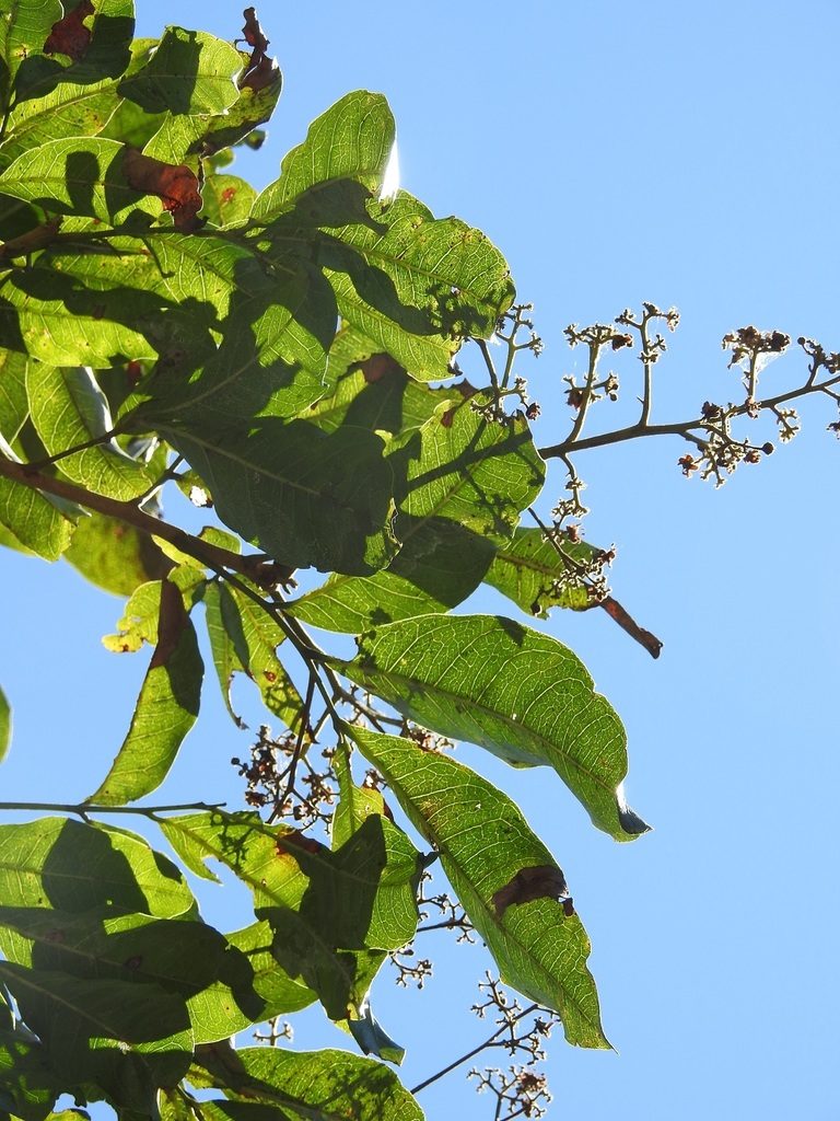 Tapirira mexicana, photographed by Neptalí Ramírez Marcial