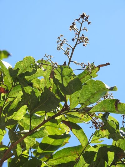 Tapirira mexicana, photographed by Neptalí Ramírez Marcial