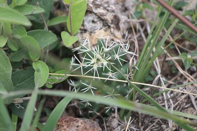 Coryphantha octacantha, photographed by José Belem Hernández Díaz