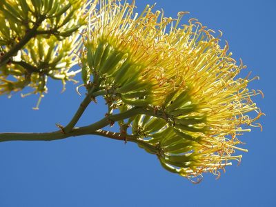 Agave kewensis, photographed by Neptalí Ramírez Marcial