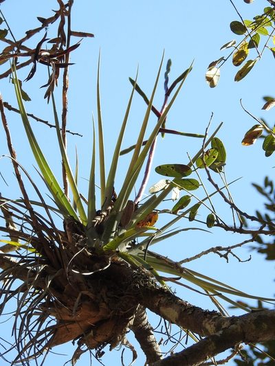 Tillandsia makoyana, photographed by Neptalí Ramírez Marcial
