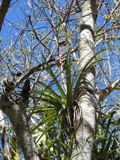 Tillandsia makoyana, photographed by Neptalí Ramírez Marcial