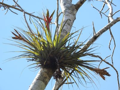 Tillandsia zoquensis, photographed by Neptalí Ramírez Marcial