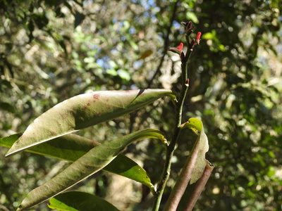Euphorbia calcarata, photographed by Neptalí Ramírez Marcial