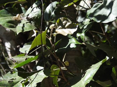 Croton guatemalensis, photographed by Neptalí Ramírez Marcial