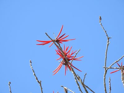 Erythrina goldmanii, photographed by Neptalí Ramírez Marcial
