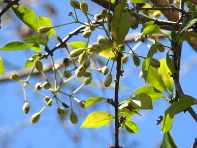 Pisonia macranthocarpa, photographed by Neptalí Ramírez Marcial