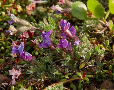 Oxytropis nigrescens, photographed by Donald Hampton