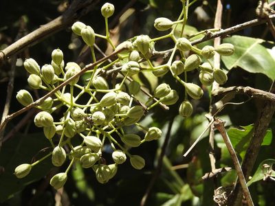 Pisonia macranthocarpa, photographed by Neptalí Ramírez Marcial