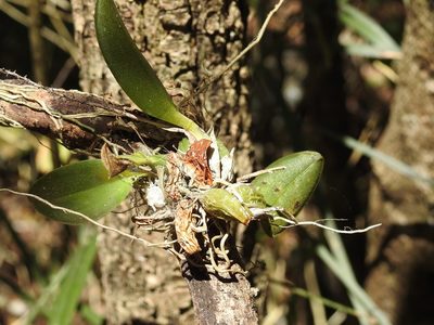 Leochilus oncidioides, photographed by Neptalí Ramírez Marcial