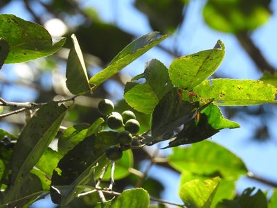 Prunus salasii, photographed by Neptalí Ramírez Marcial