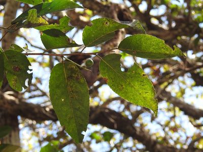 Prunus salasii, photographed by Neptalí Ramírez Marcial