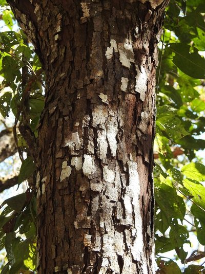 Prunus salasii, photographed by Neptalí Ramírez Marcial