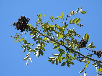 Zanthoxylum quassiifolium, photographed by Neptalí Ramírez Marcial