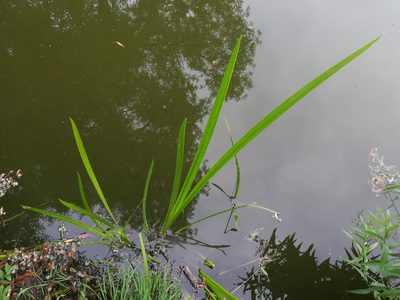 Acorus calamus, photographed by Pavel Šmejkal