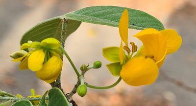 Senna atomaria, photographed by Lyrae