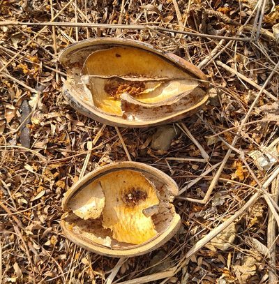 Ruehssia edulis, photographed by Lyrae