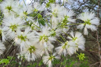 Hesperalbizia occidentalis, photographed by Lyrae