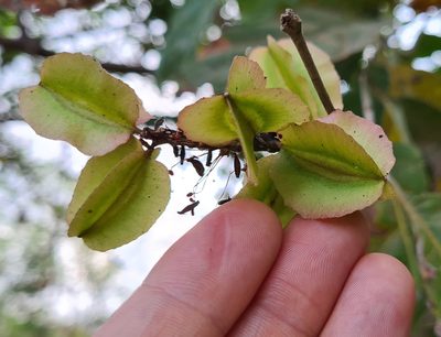 Combretum farinosum, photographed by Lyrae