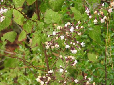 Ageratina mairetiana, photographed by Neptalí Ramírez Marcial