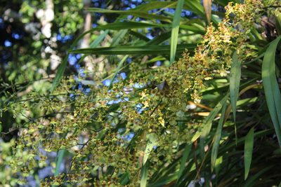 Oncidium sphacelatum, photographed by Ricard Busquets Reverte