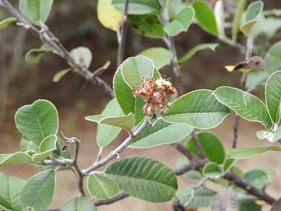 Malacomeles nervosa, photographed by Neptalí Ramírez Marcial