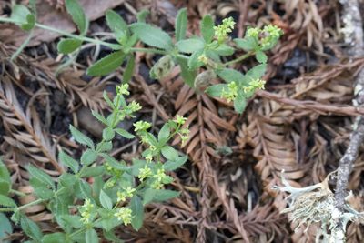 Galium californicum, photographed by Arvel Hernandez
