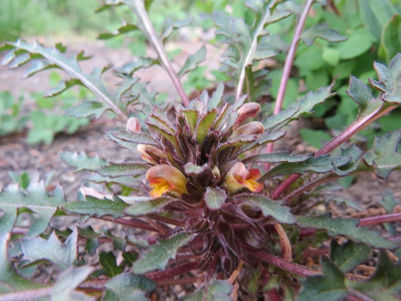 Pedicularis semibarbata, photographed by Garth Harwood