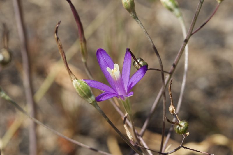 Brodiaea leptandra, photographed by Arvel Hernandez