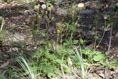 Arnica discoidea, photographed by Arvel Hernandez
