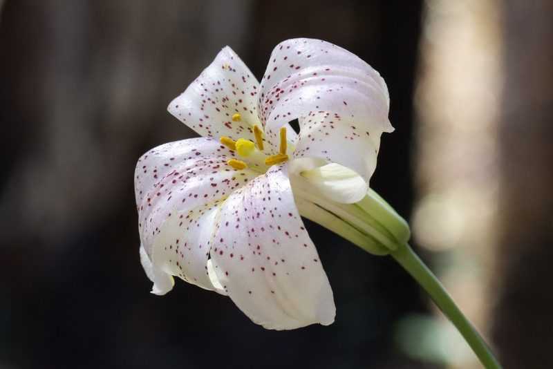 Lilium rubescens, photographed by Arvel Hernandez