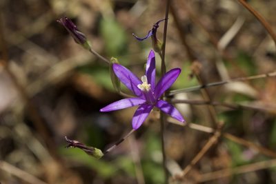 Brodiaea leptandra, photographed by Arvel Hernandez