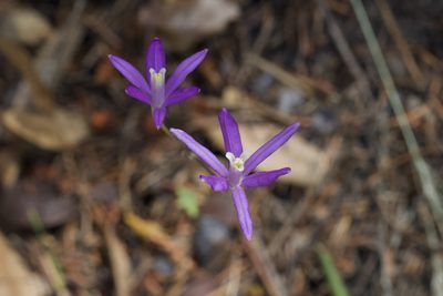 Brodiaea leptandra, photographed by Arvel Hernandez