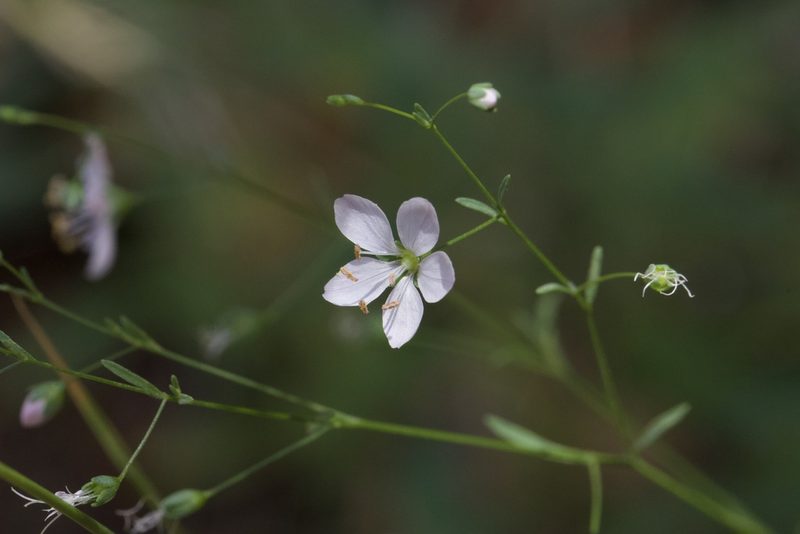 Linum spergulinum, photographed by Arvel Hernandez