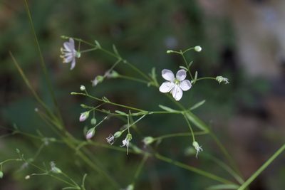 Linum spergulinum, photographed by Arvel Hernandez