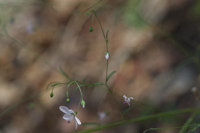 Linum spergulinum, photographed by Arvel Hernandez