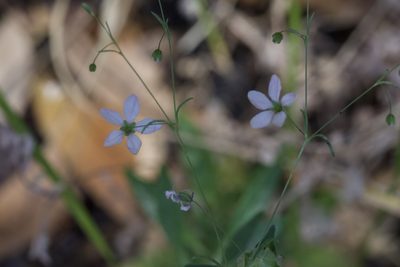 Linum spergulinum, photographed by Arvel Hernandez