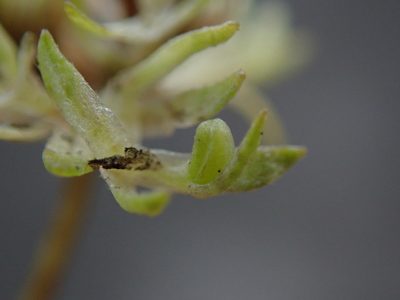Valeriana carinata, photographed by Daniel Cahen