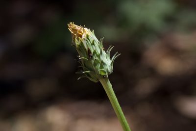Agoseris grandiflora, photographed by Arvel Hernandez