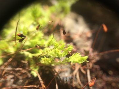 Selaginella eclipes, photographed by Étienne Lacroix-Carignan