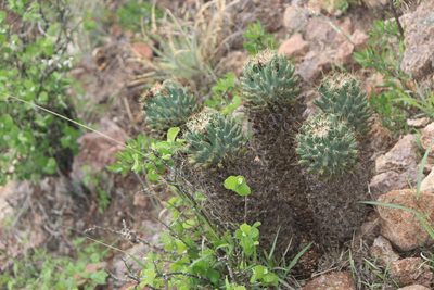 Coryphantha octacantha, photographed by José Belem Hernández Díaz