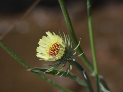 Tolpis umbellata, photographed by Yves Bas