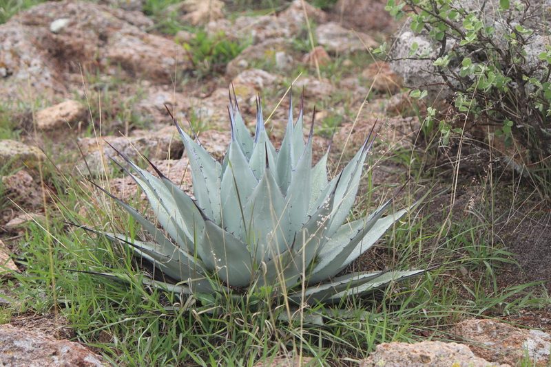 Agave applanata, photographed by José Belem Hernández Díaz
