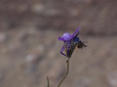 Linaria pelisseriana, photographed by Yves Bas