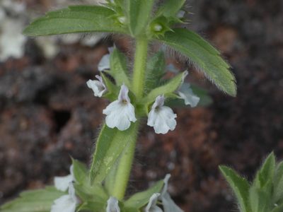 Sideritis romana, photographed by Yves Bas