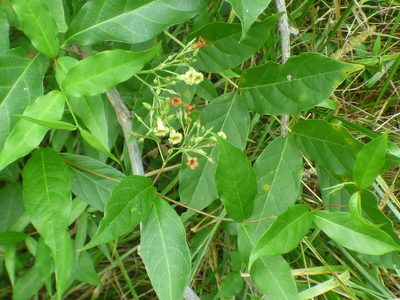 Thyrsanthella difformis, photographed by kcthetc1