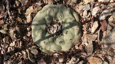 Lophophora diffusa, photographed by Sandino Guerrero