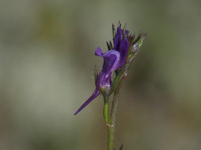 Linaria pelisseriana, photographed by Yves Bas
